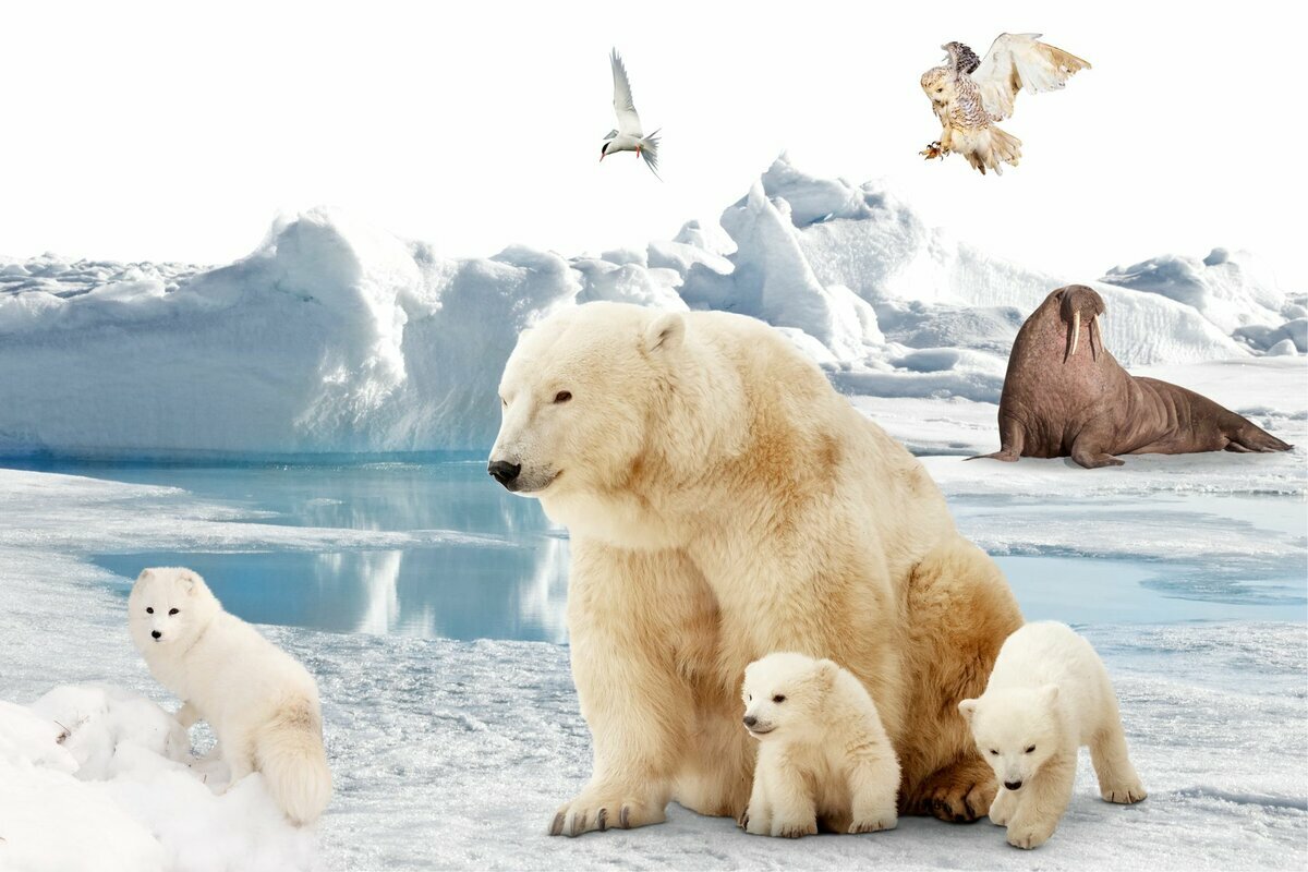 Животные Арктики для детей